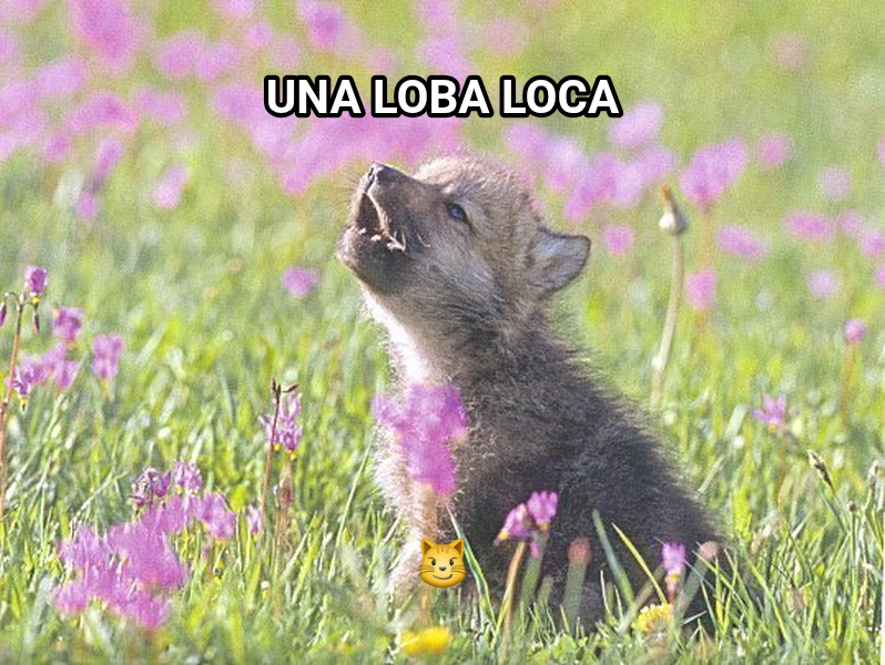 Baby Insanity Wolf meme — Una loba loca 😼
